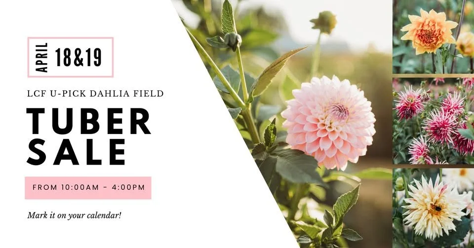 2026 Dahlia Tuber Sale | Lynch Creek Farm