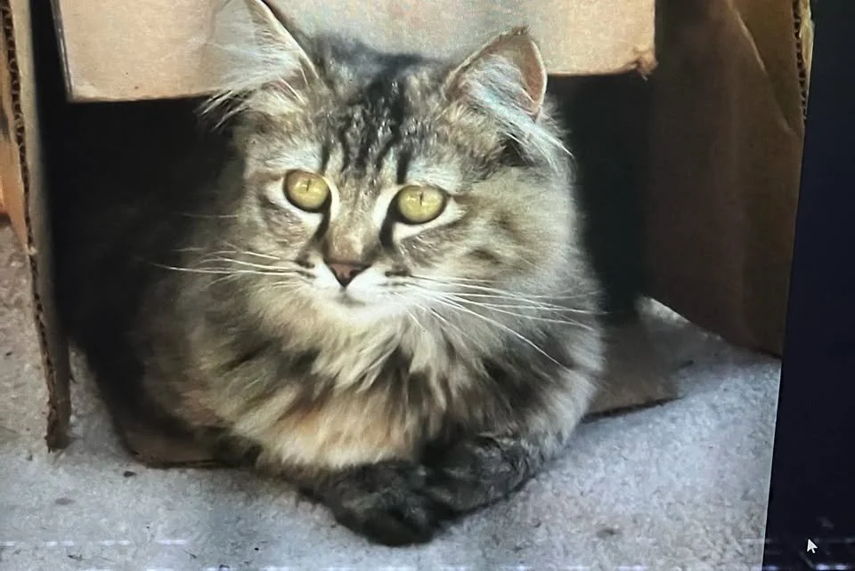 First Kitten Rescue Garage Sale of 2026 | Kitten Rescue of Mason County