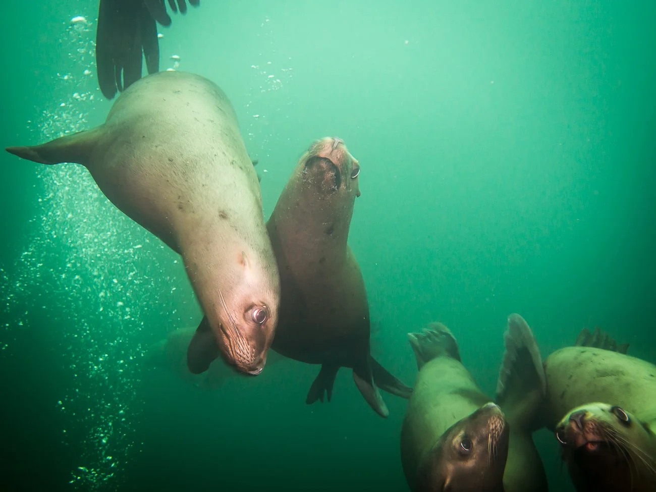 Sea Lions &amp;  Harbor Seals of the Salish Sea