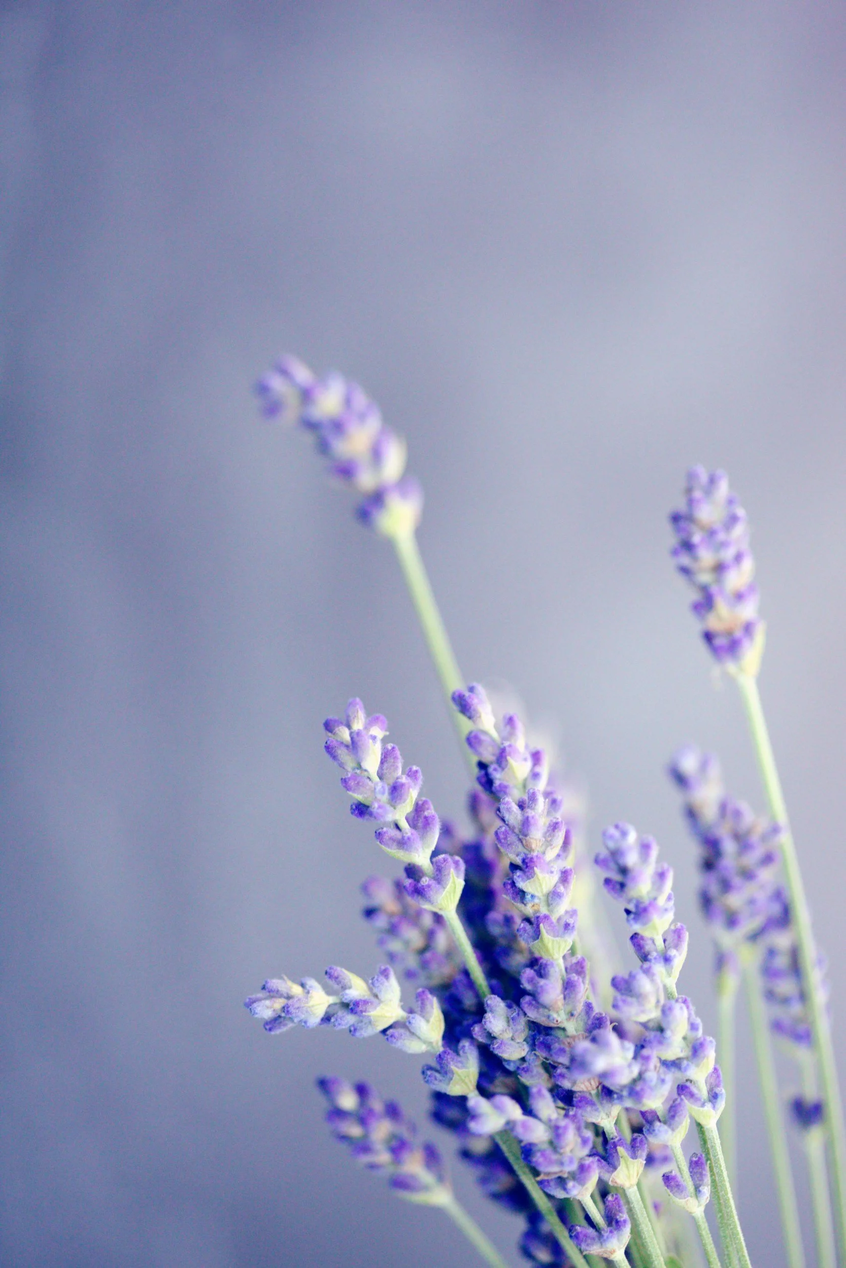 Loblolly Lavender Farm Opening Weekend