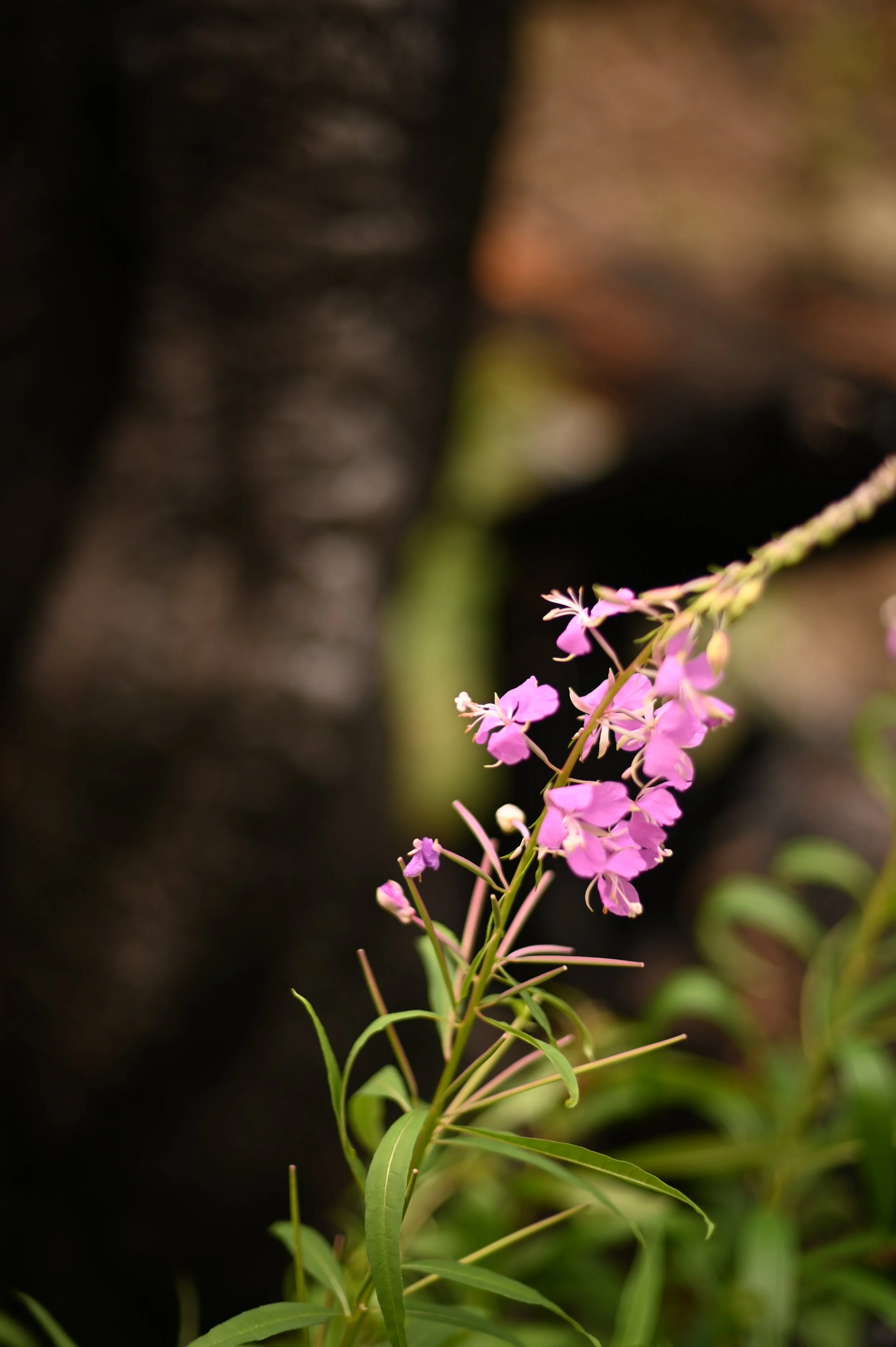 DSC_9674.jpeg