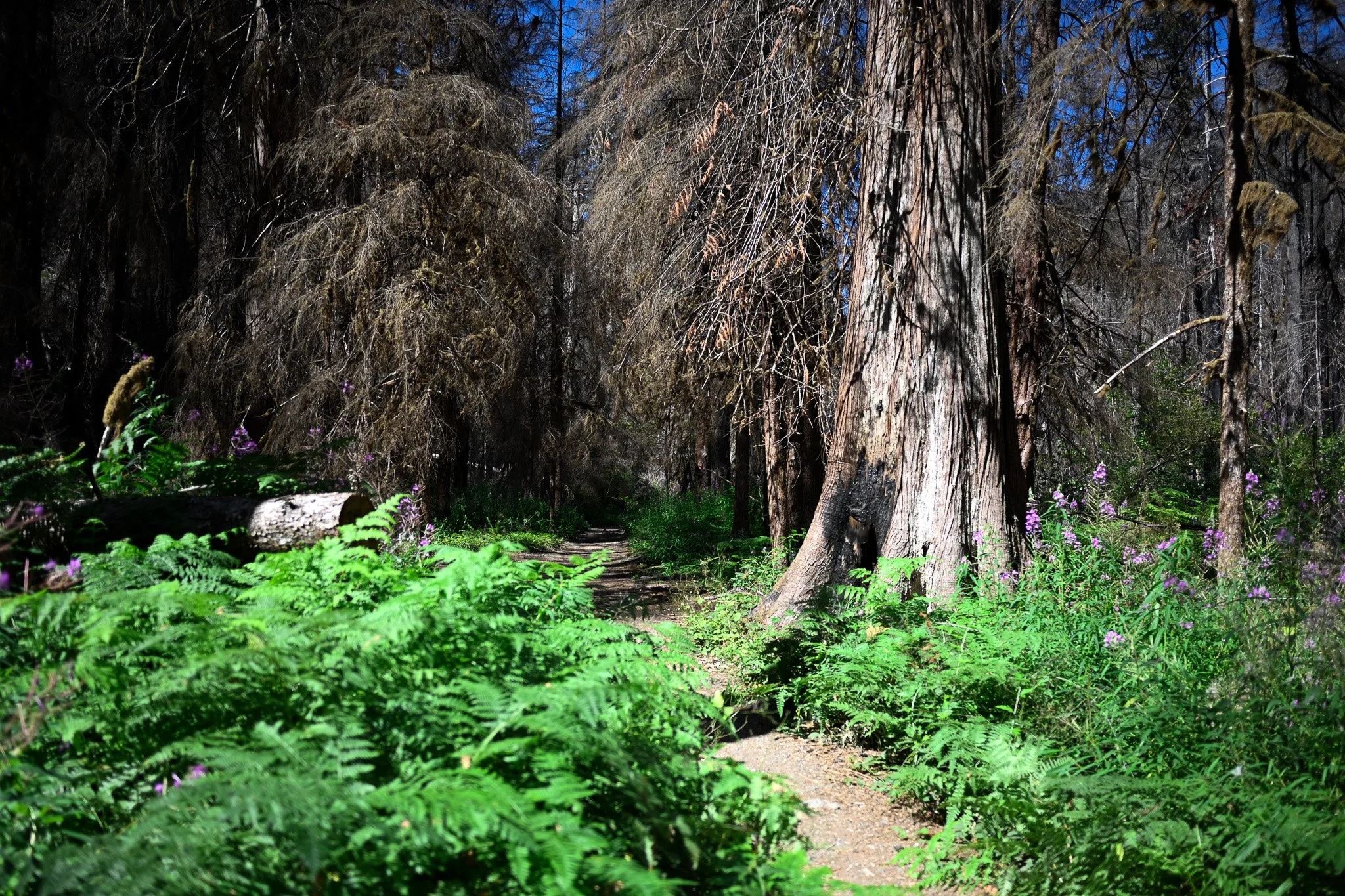 After the Fire, the Forest Begins Again