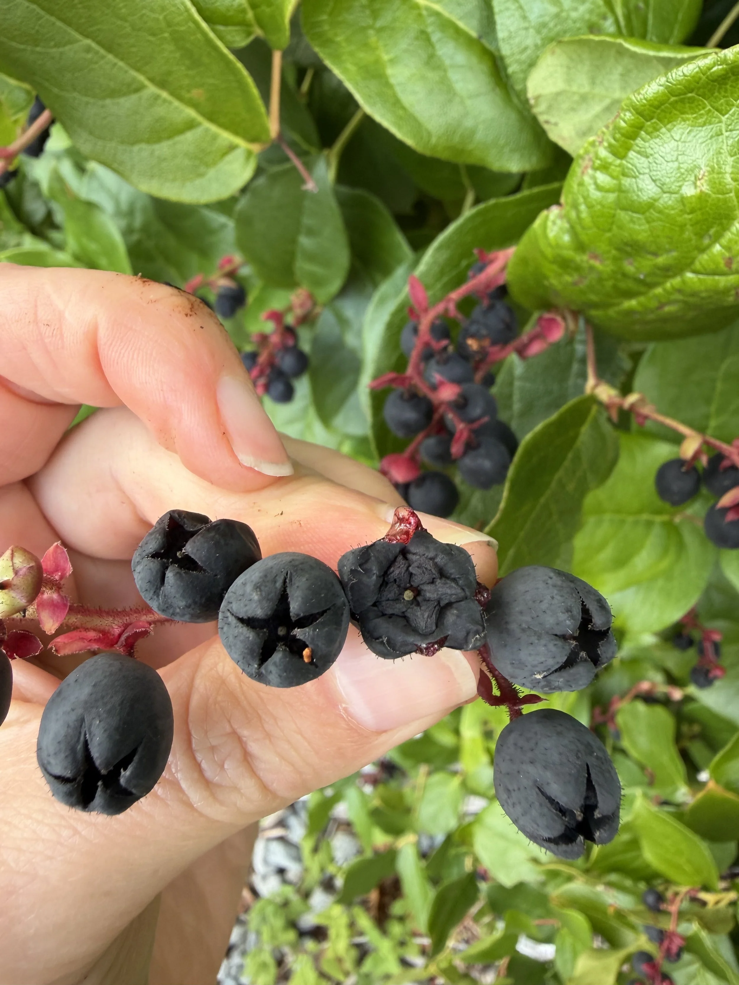 wildside harvest