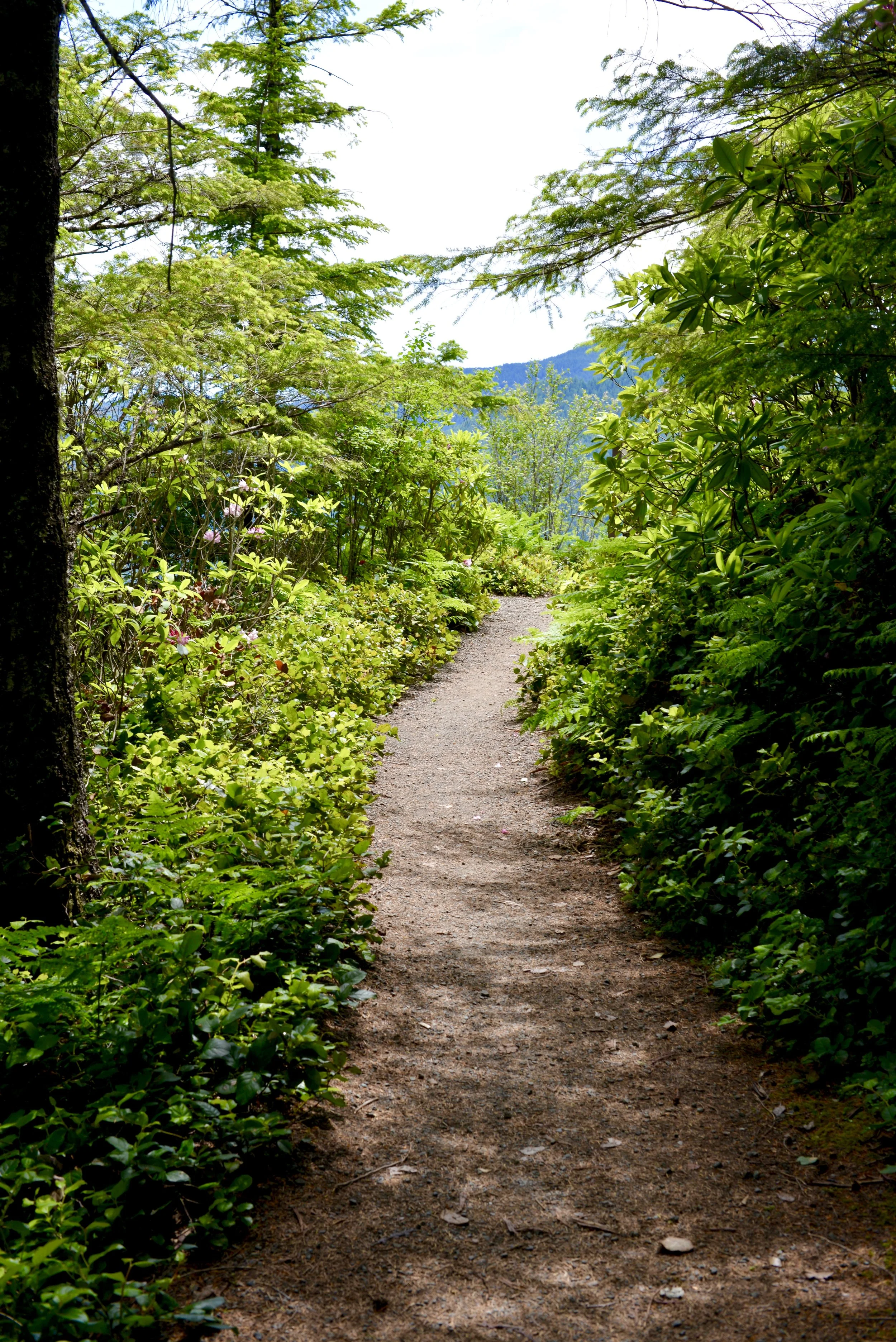 Head to the Mount Walker Summit — Explore Hood Canal