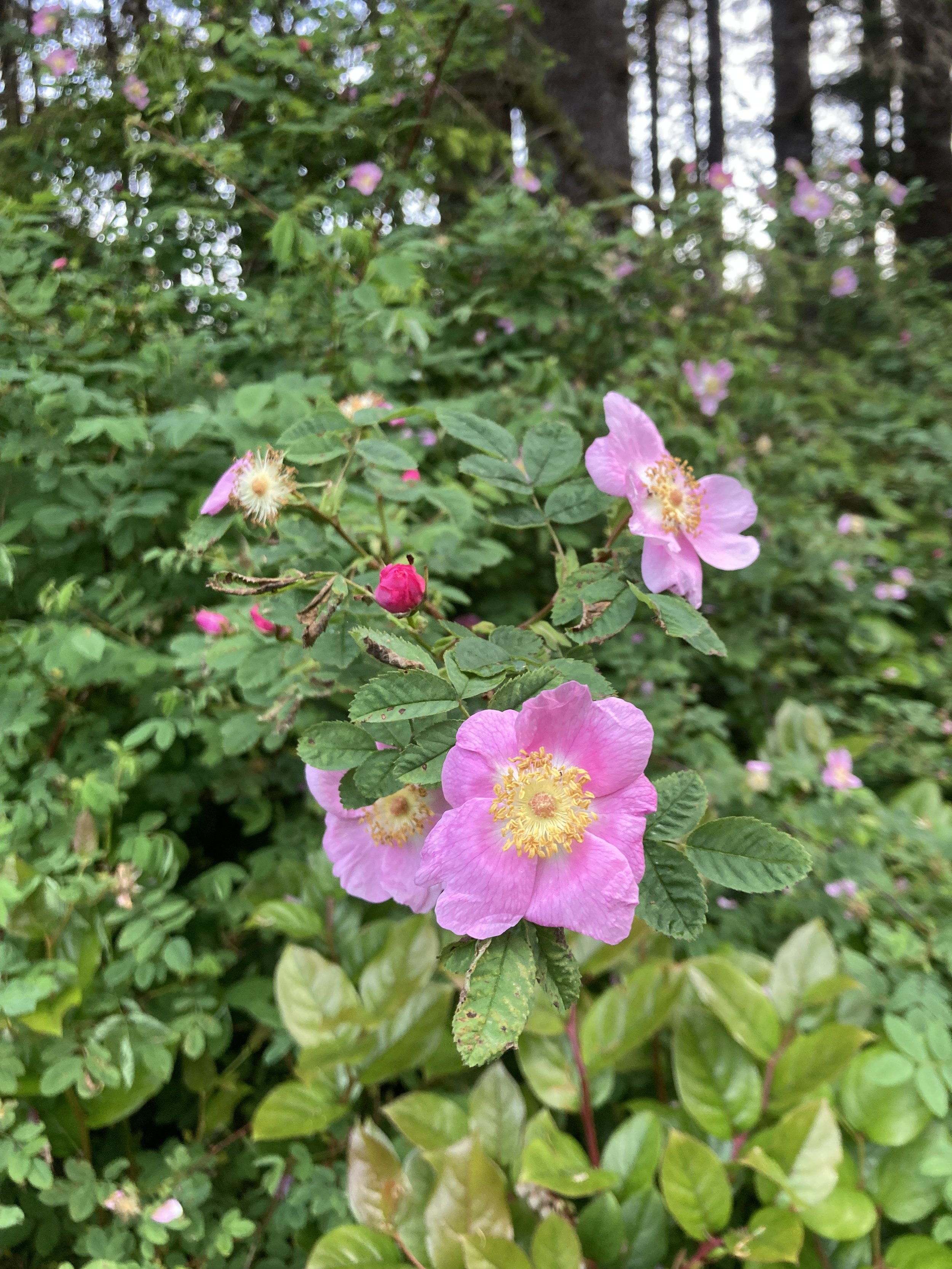 Early Summer Roadside Attractions | Native Flowers — Explore Hood Canal