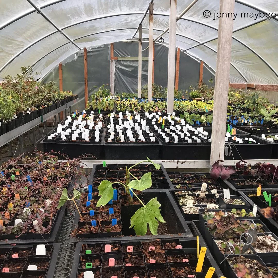 The Greenhouse
