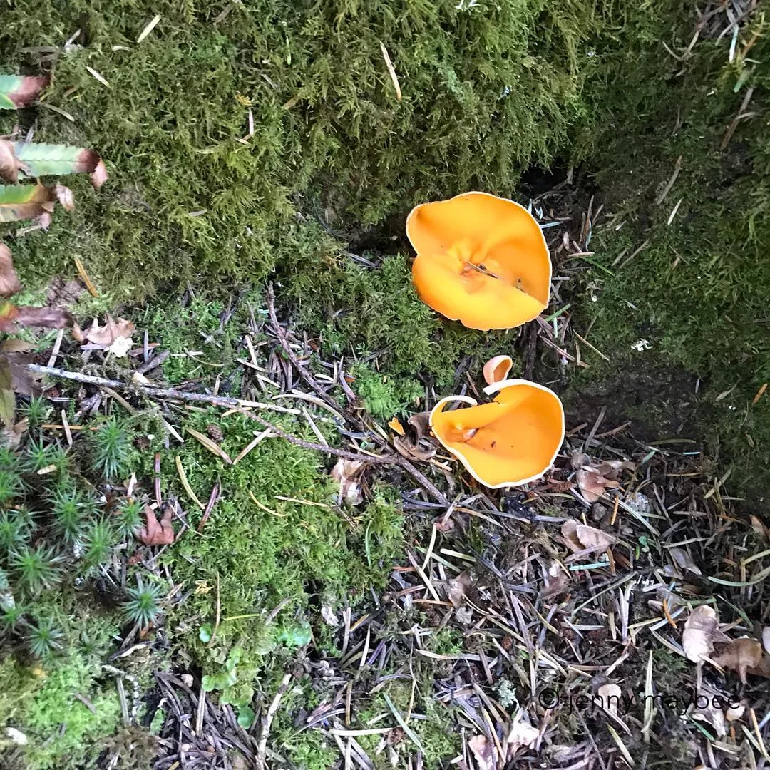 Mushroom Magic