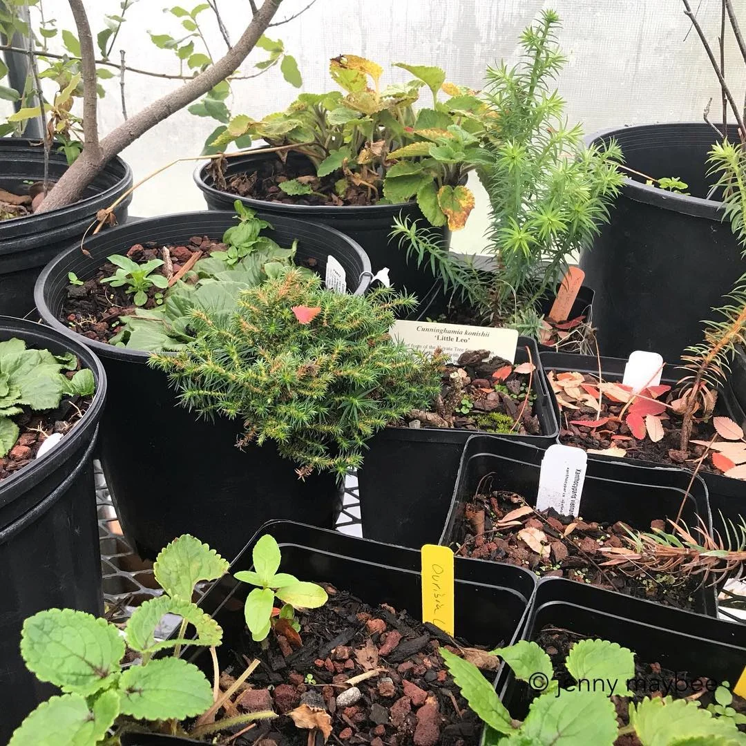 Plant Babies