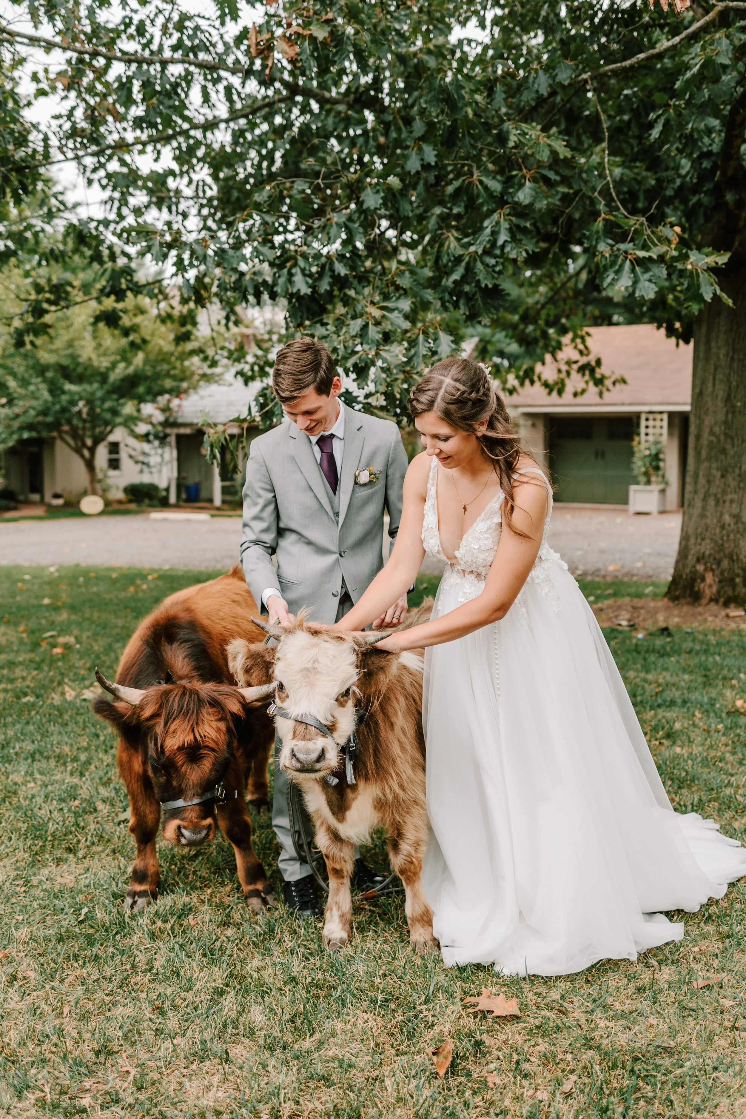 A bride and groom in wedding attire petting cows outdoors under a large tree, with a house visible in the background.