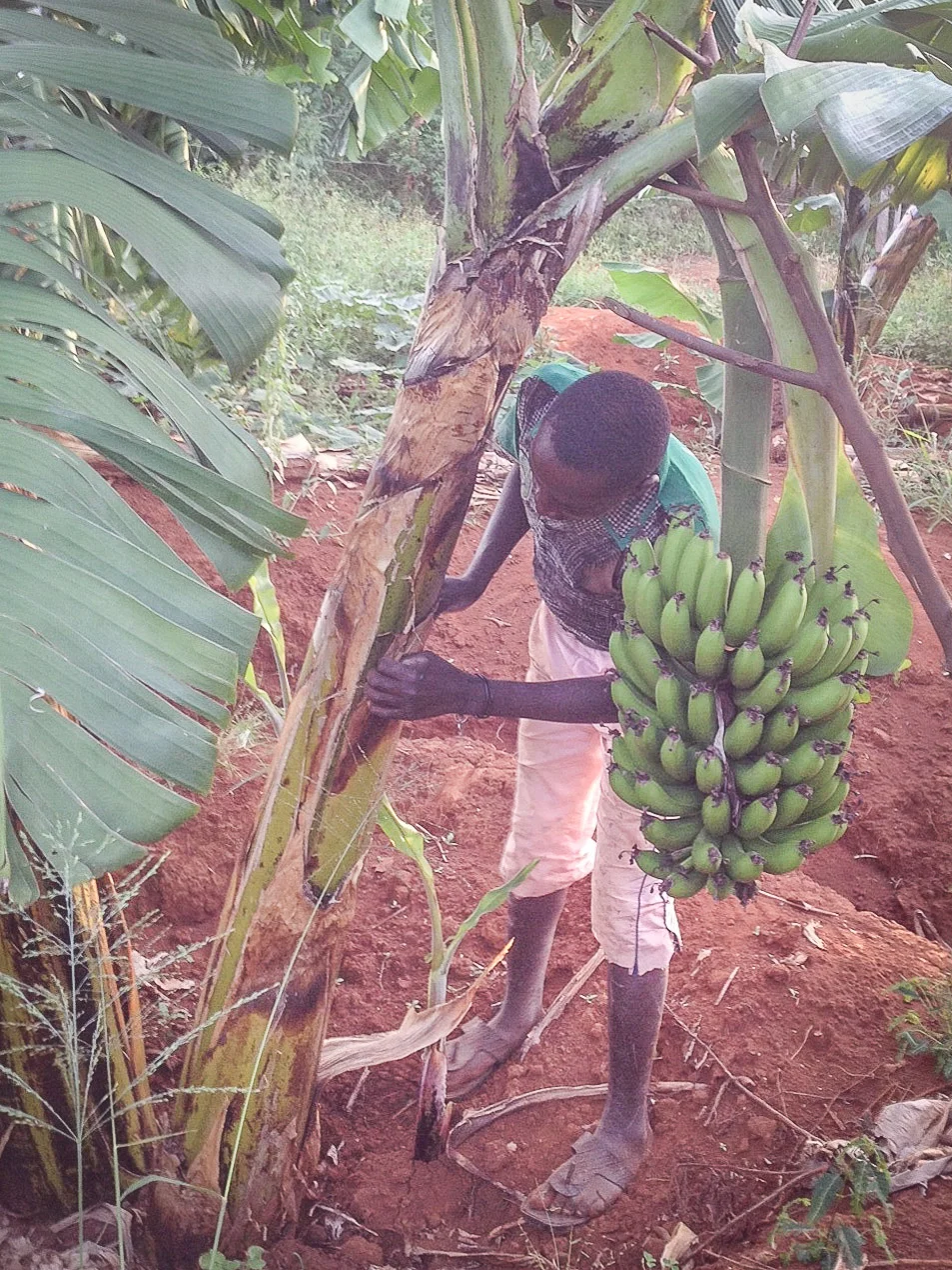 Our banana trees requires constant care. This is one of our youths reinforcing the tree to keep it upright.