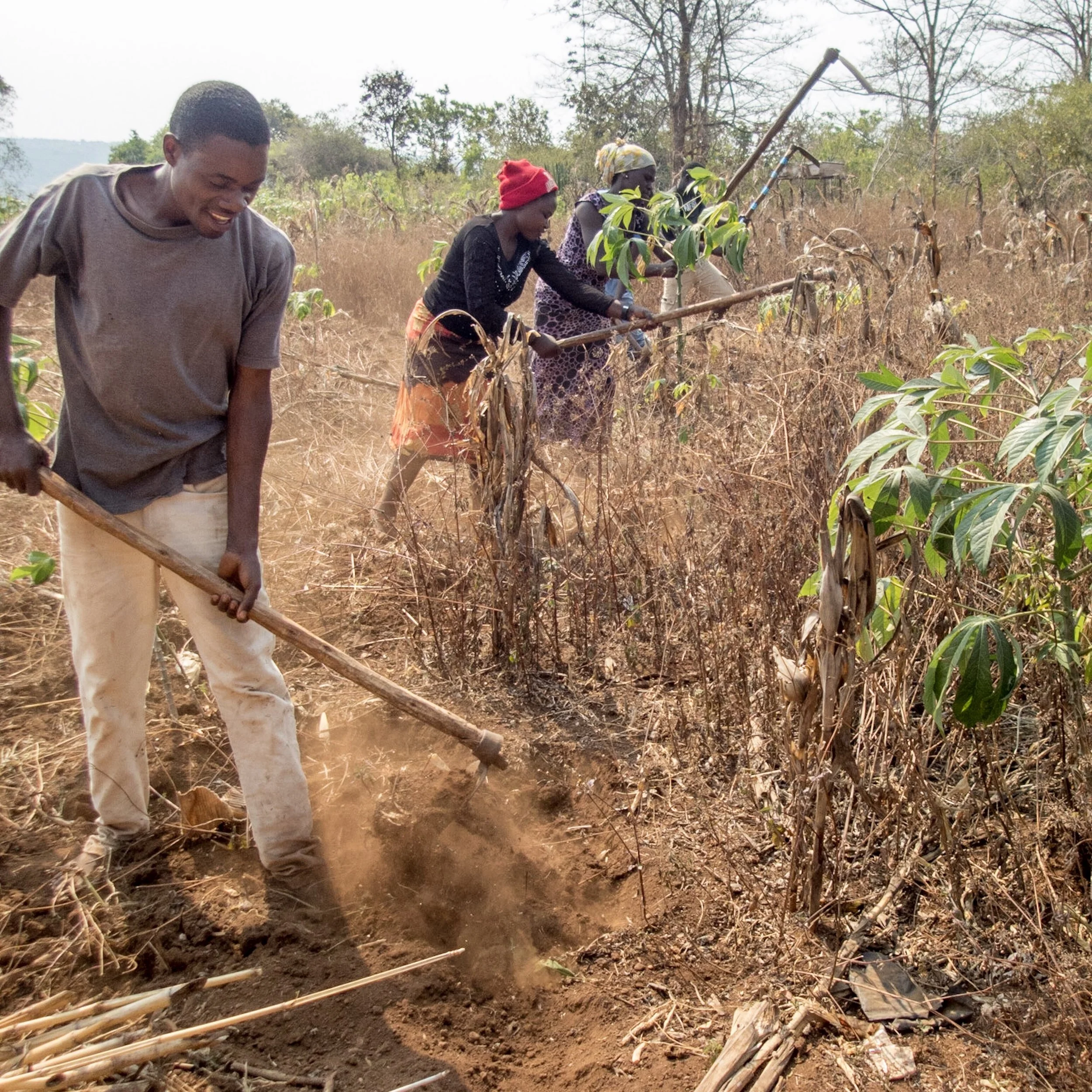 Several of our youths clearing and preparing a field. It's hard manual labor without modern farm equipment that we take for granted.