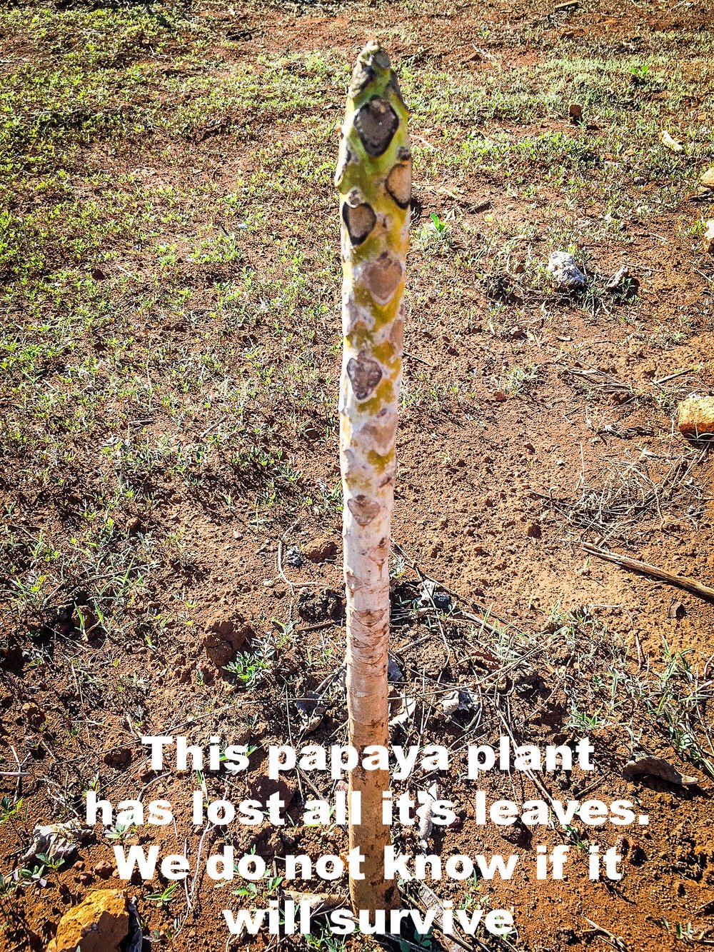 Papaya has lost all the leaves. I do not know if it will come back.jpg