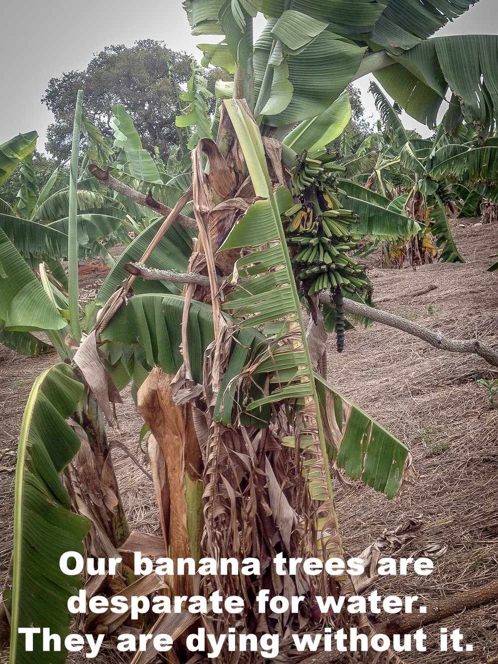 talking about not having rain, is bad that our bananas are dying as you can see._.jpg