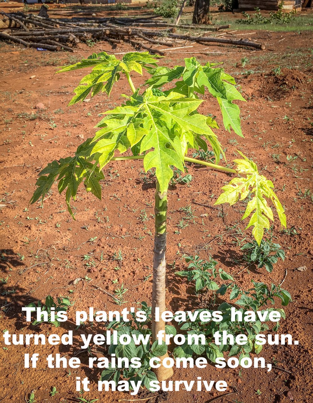 This has turn yellow, may be if it rains this can survive.jpg