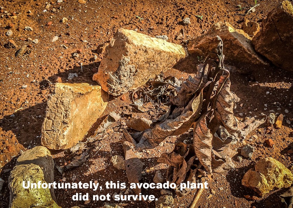 This is a died avocado due to the sun. This can not come back.jpg