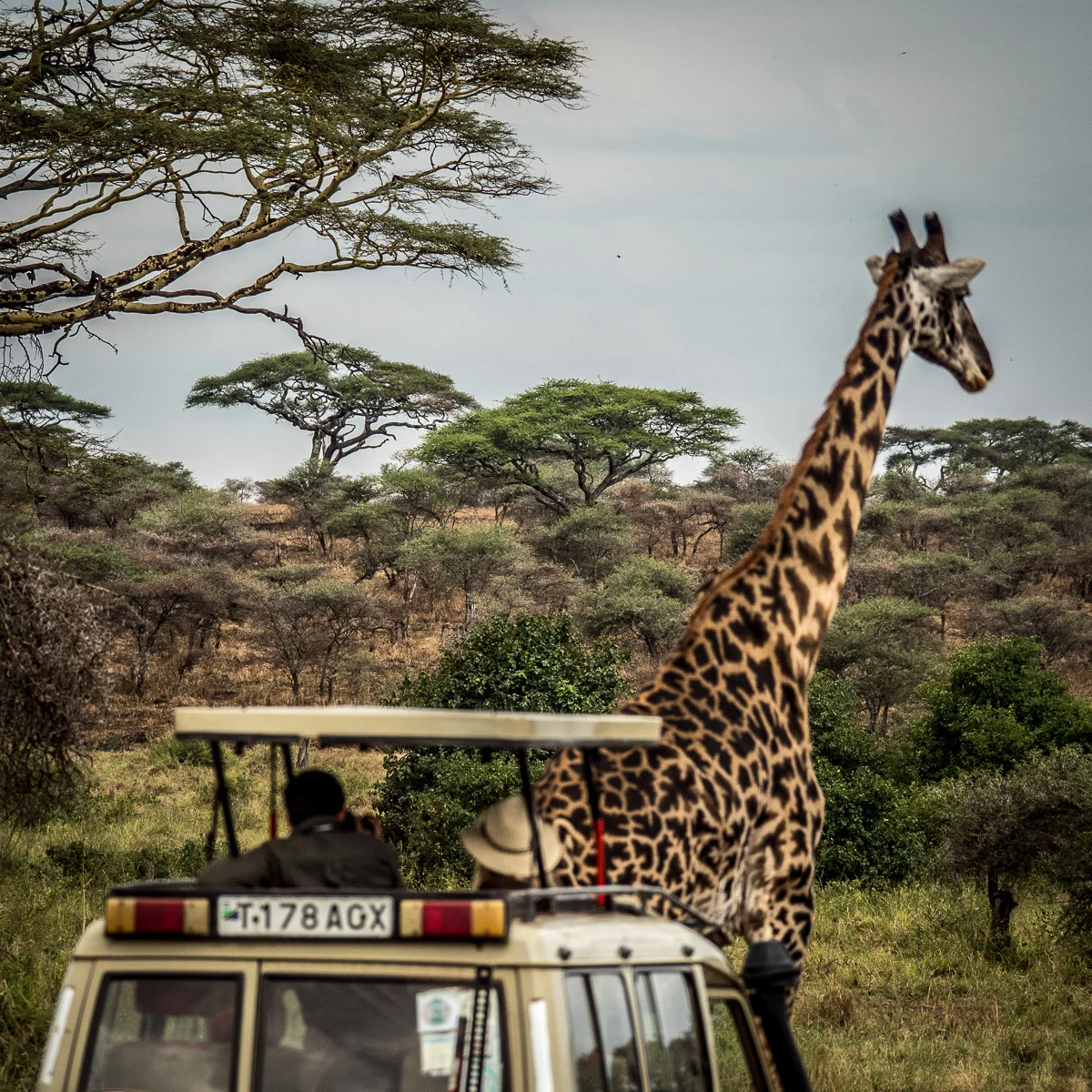 DISCOVER TANZANIA ... ON A SAFARI