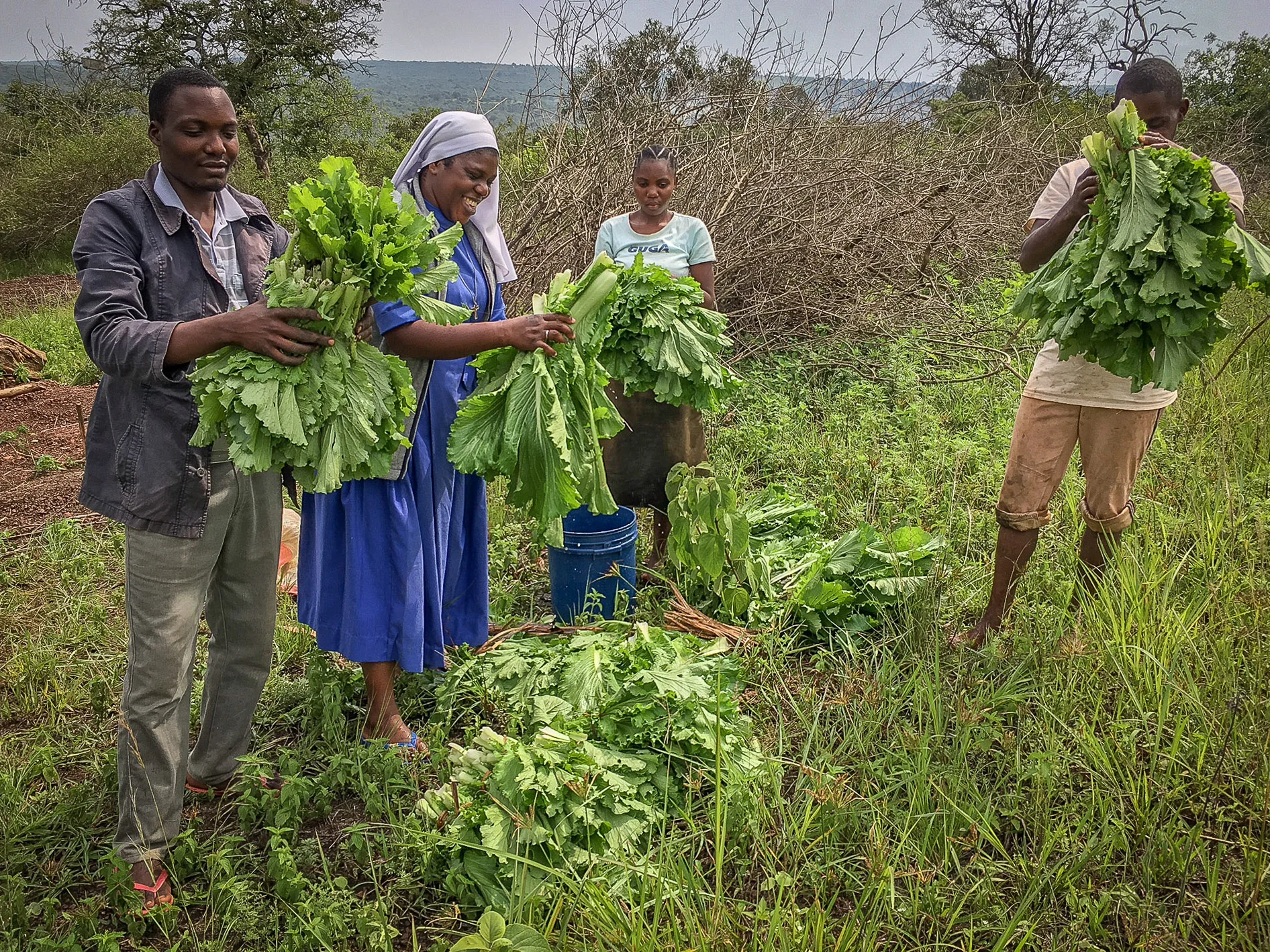 Chinese Cabbage