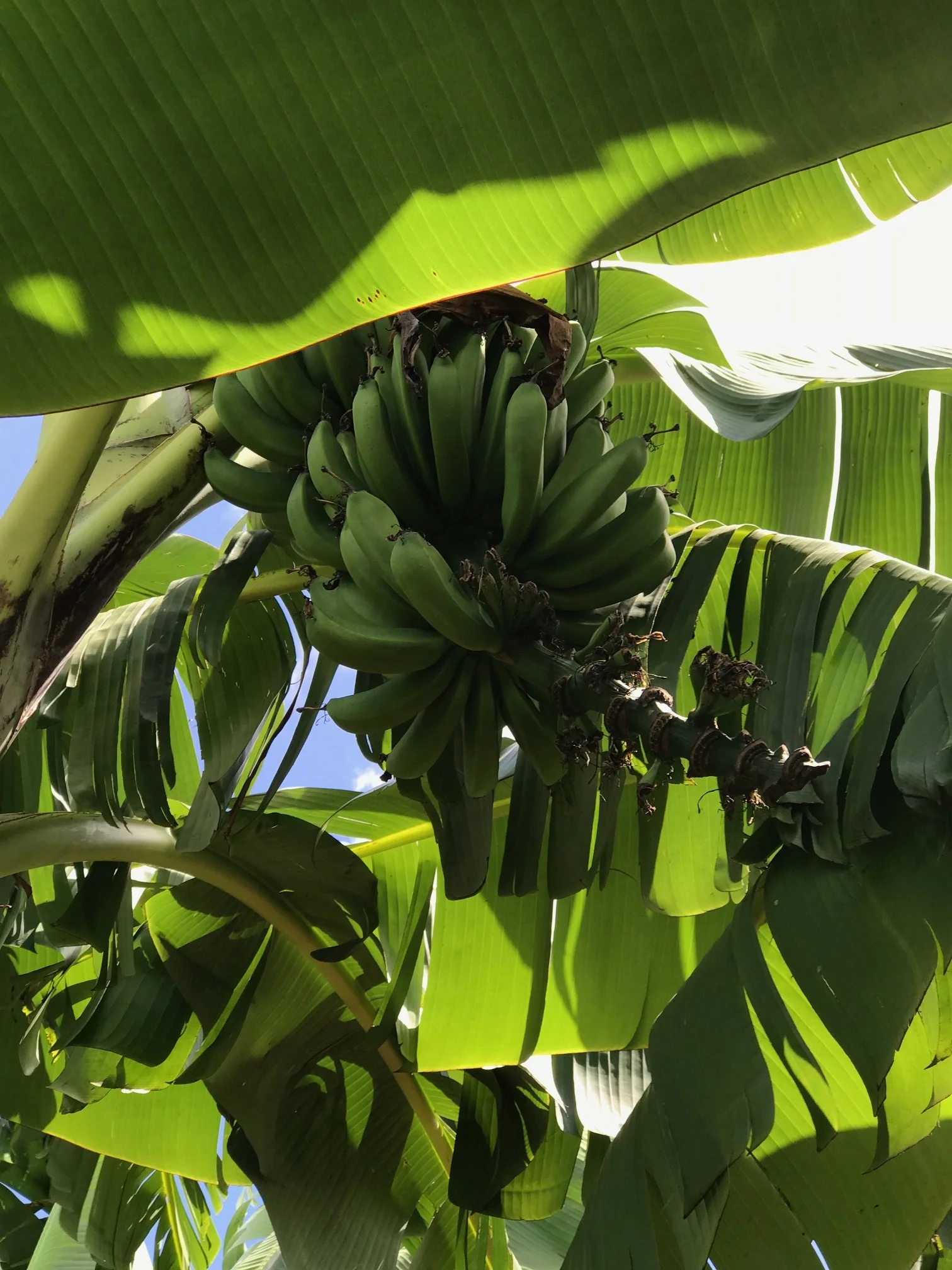 A nice sized bunch of bananas slowly being damaged by the virus