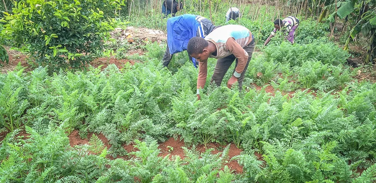 carrot garden.jpg