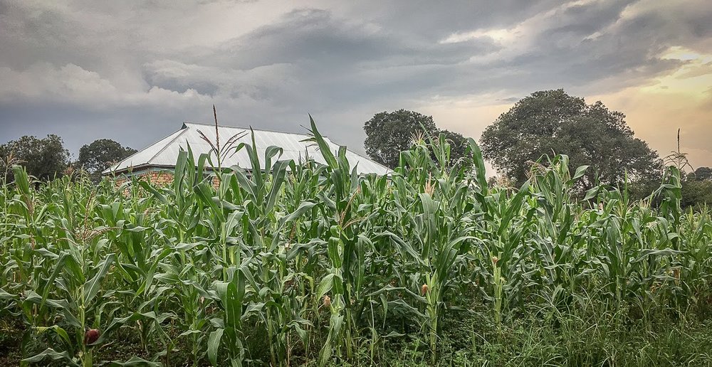 our corn field.jpg