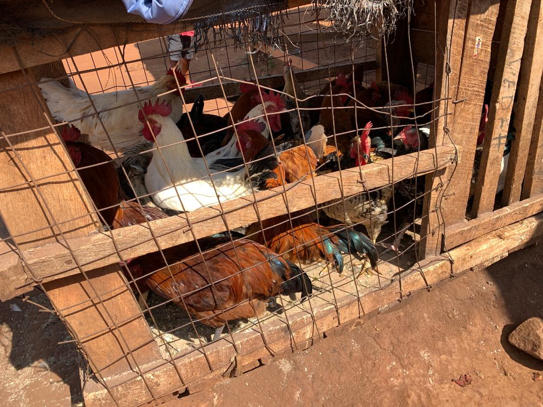 Live chickens for sale