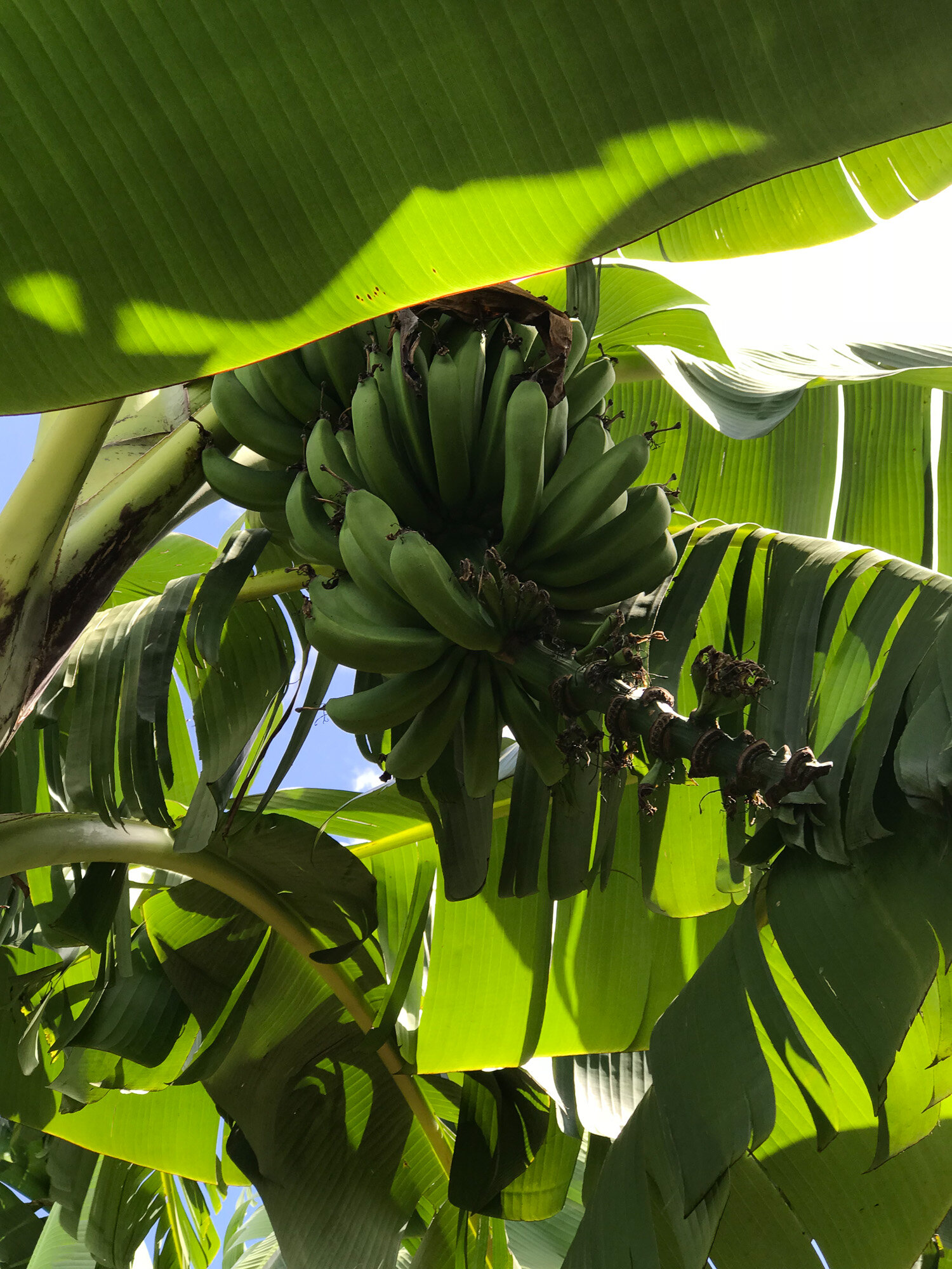 Banana trees.jpg