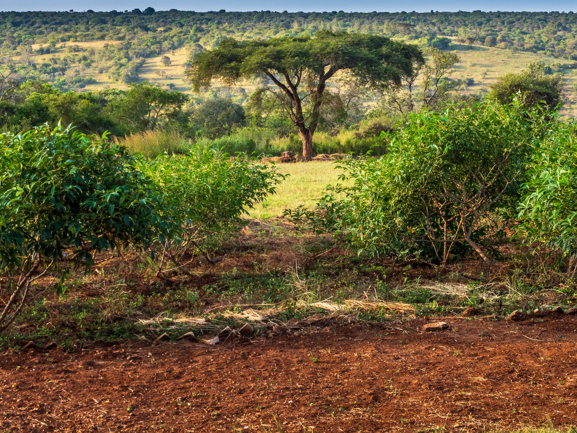 our fields.jpg