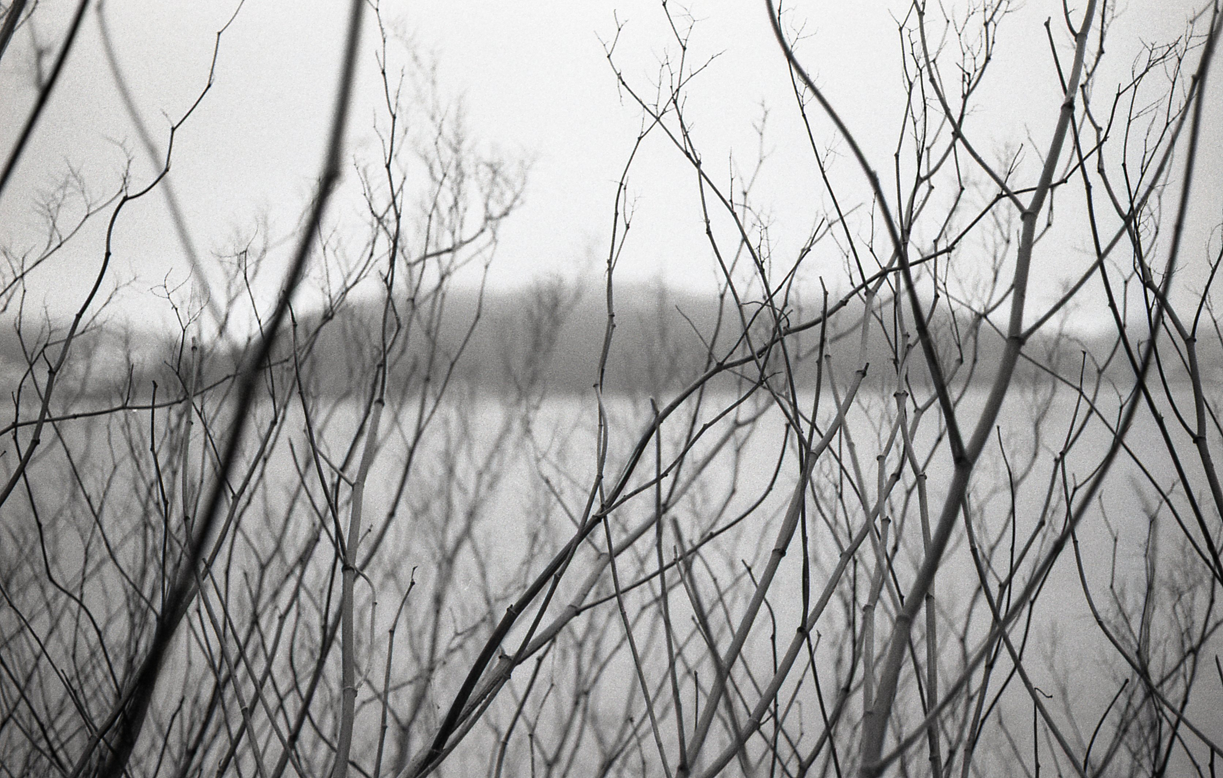 One day I walked up what remains of the road to the former town landfill. Situated on a hill it overlooks the town. What used to be an open road is now overgrown with trees and has been reduced to a narrow path mostly used by ATV riders. The distant hill across the water is topped by the remains of French fortifications dating from the 1600s located at Castle Hill National Historic Site.