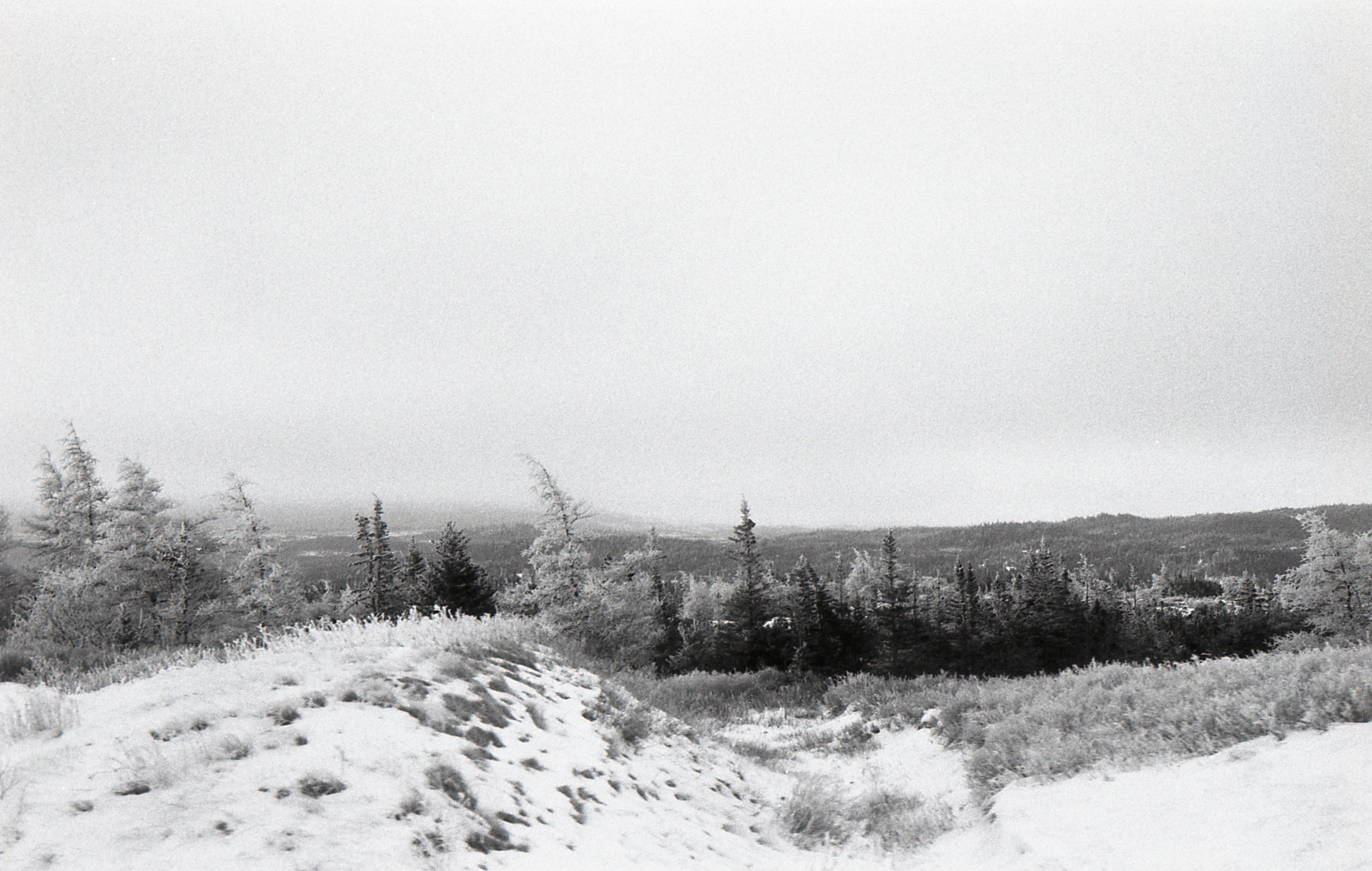 Winter arrives in the high country above Placentia. On this morning a fresh coating of ice decorates the trees.