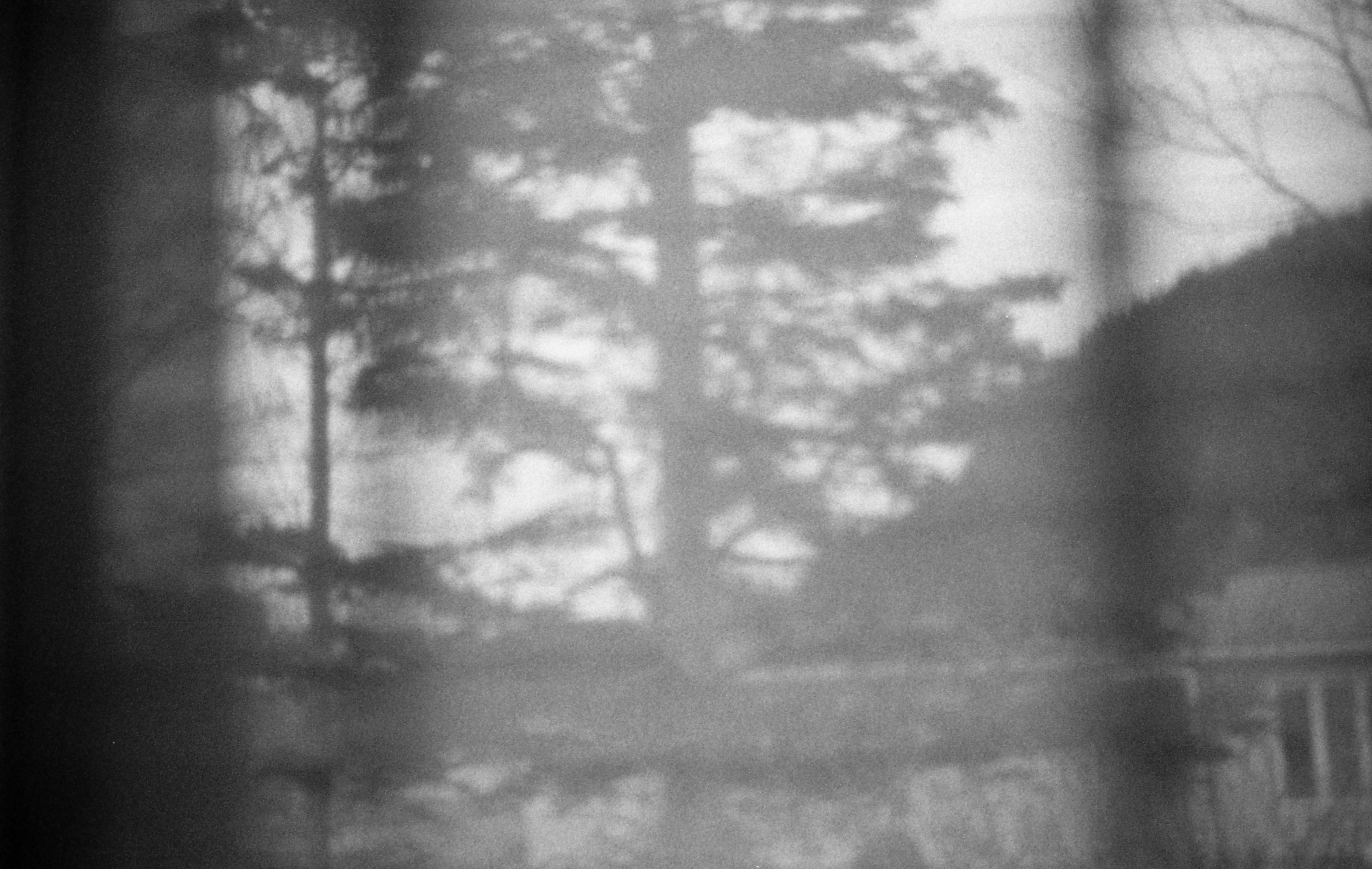 Memory fragment. The view from my old bedroom. That tree seems like it came out of nowhere.