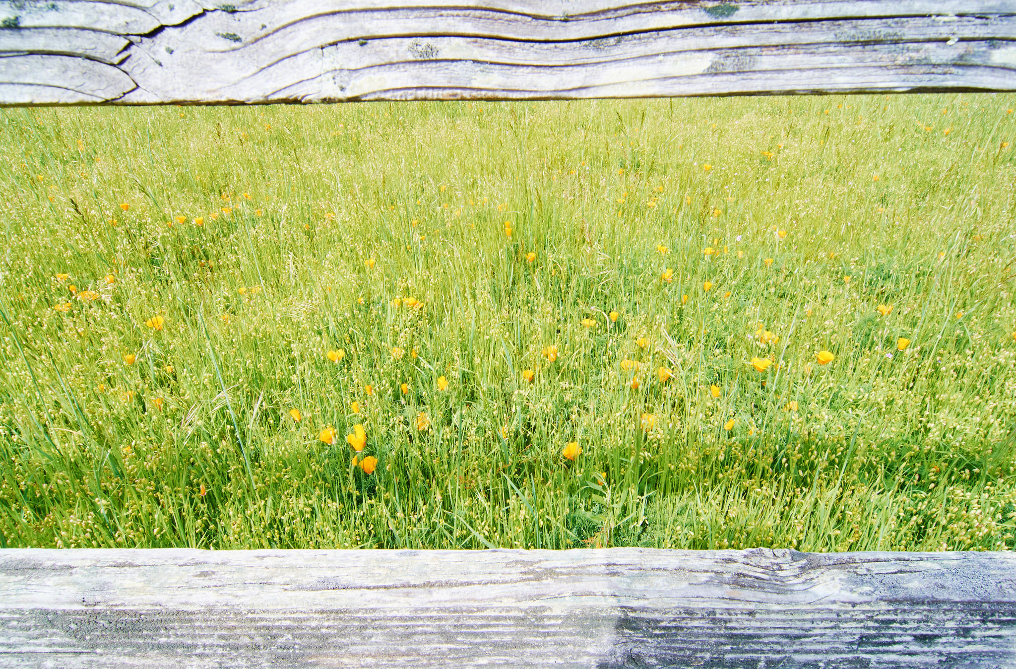 Spring Flowers at Point Reyes National Seashore