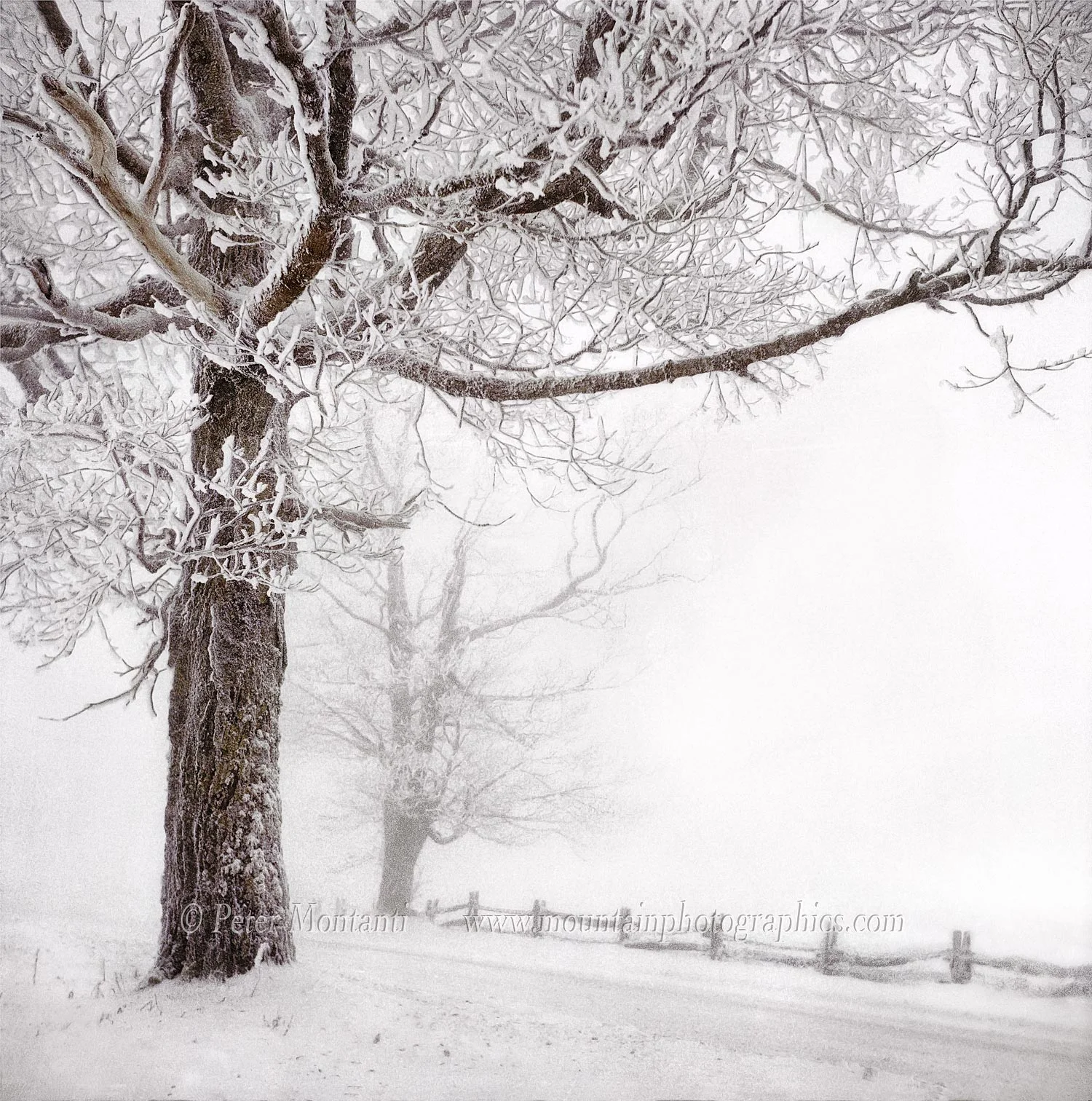 Beech-Mtn-Tree-+8-B&W-PRINT-EPSON-HPB.jpg