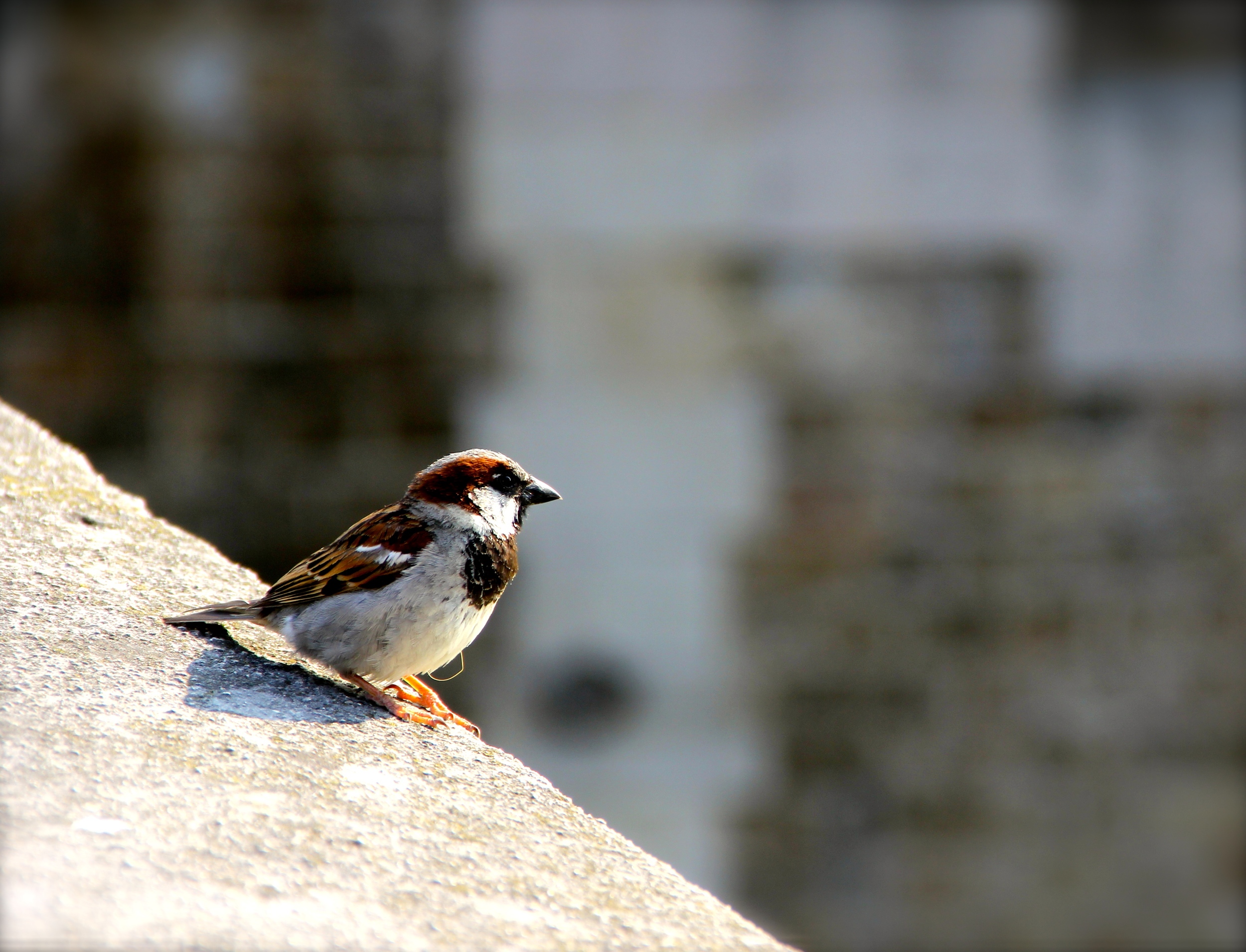 Canon 60D, ISO 100, 135mm, f/5.6, 1/250 Taken alongside Notre Dame, July 2013