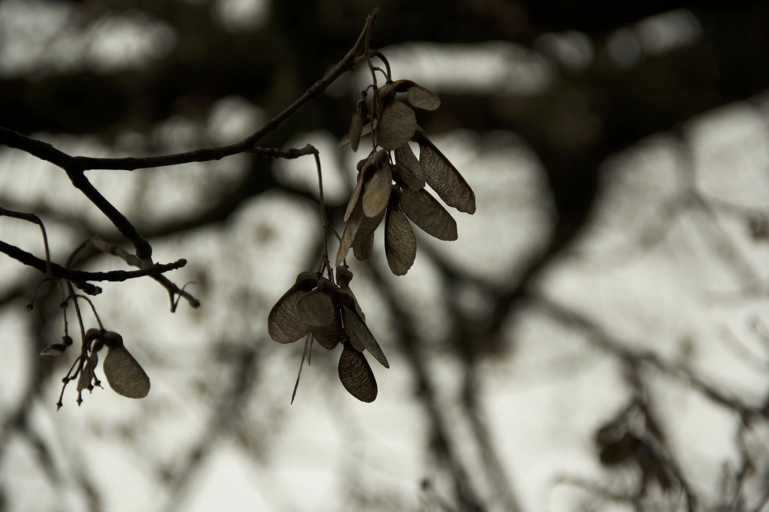 _MG_7596.jpg