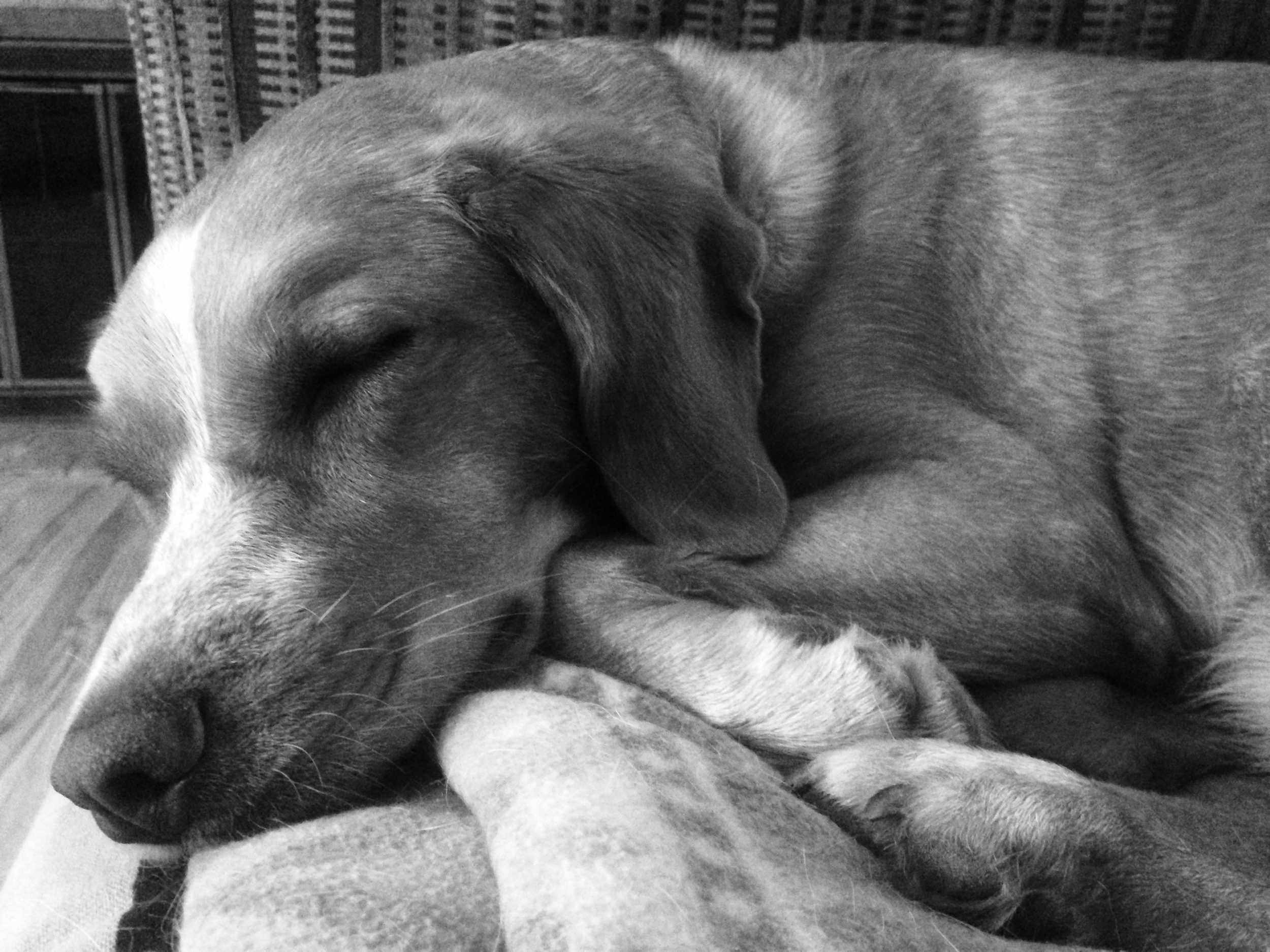 Savannah doing her thing - all the time
