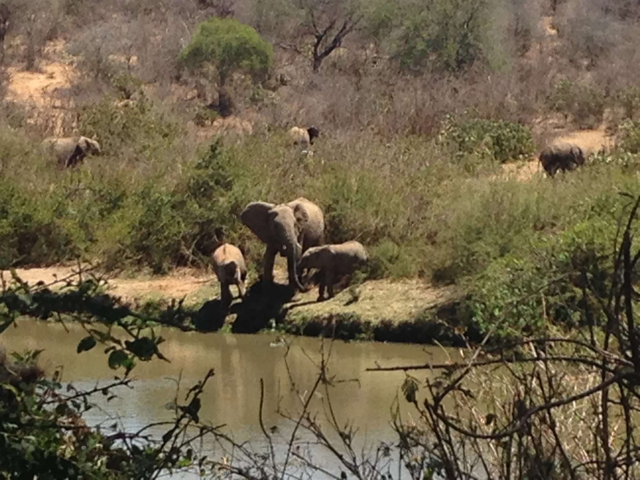 Elephants in Kenya seen during our team safari - At Mpala, Kenya