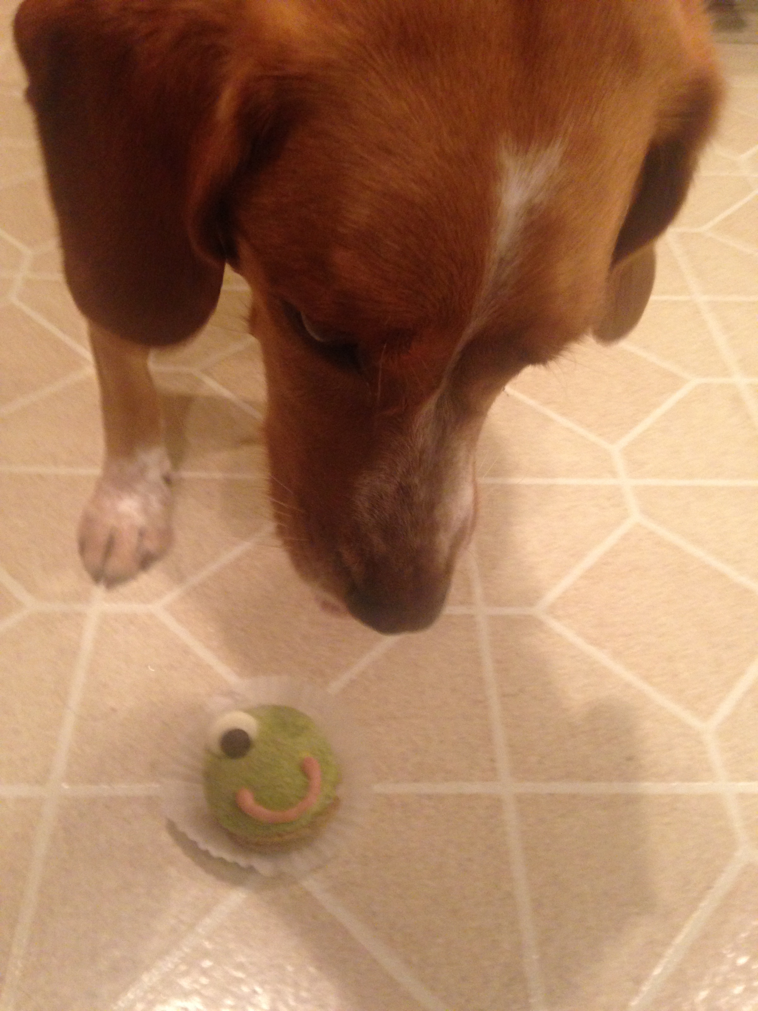 Daniel Lundberg gives Savannah a frog muffin!