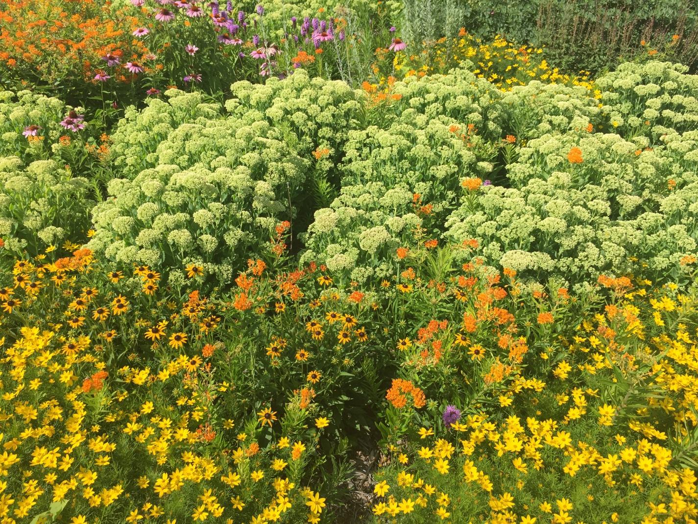 Flowerbeds decorating the walkways of Hamline University in St. Paul, Minnesota, where we recently held a design institute with our partners at the Bush Foundation. 