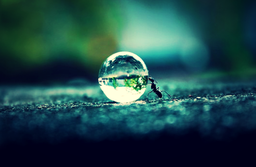 An Ant Making Hard Work Look Good. photo credit*: a freaking genius with a sweet camera (*seeking photo credit)