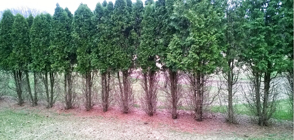 Deer Habits The Benner Deer Fence Company