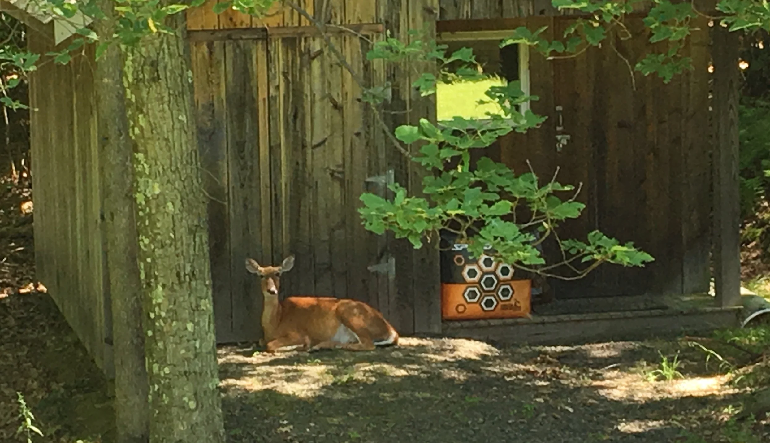 deer-sitting.jpg