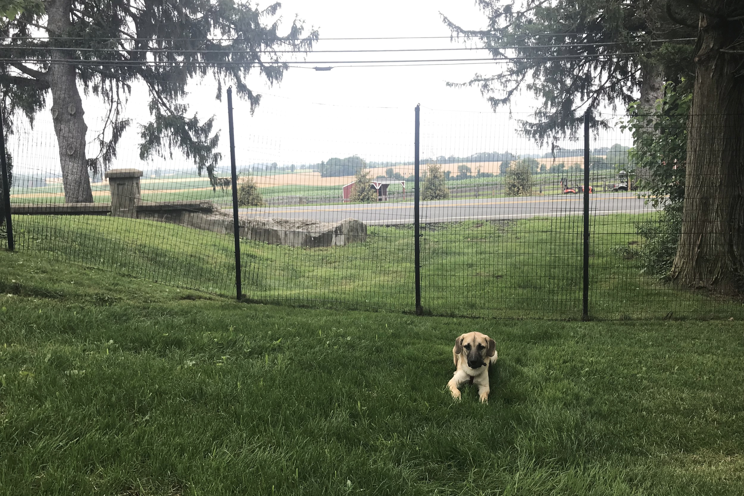 Dog Fence - The Benner Deer Fence Company