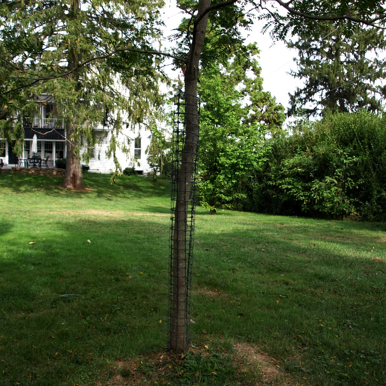 Tree Guard to Prevent Deer Antler Rub — The Benner Deer Fence Company