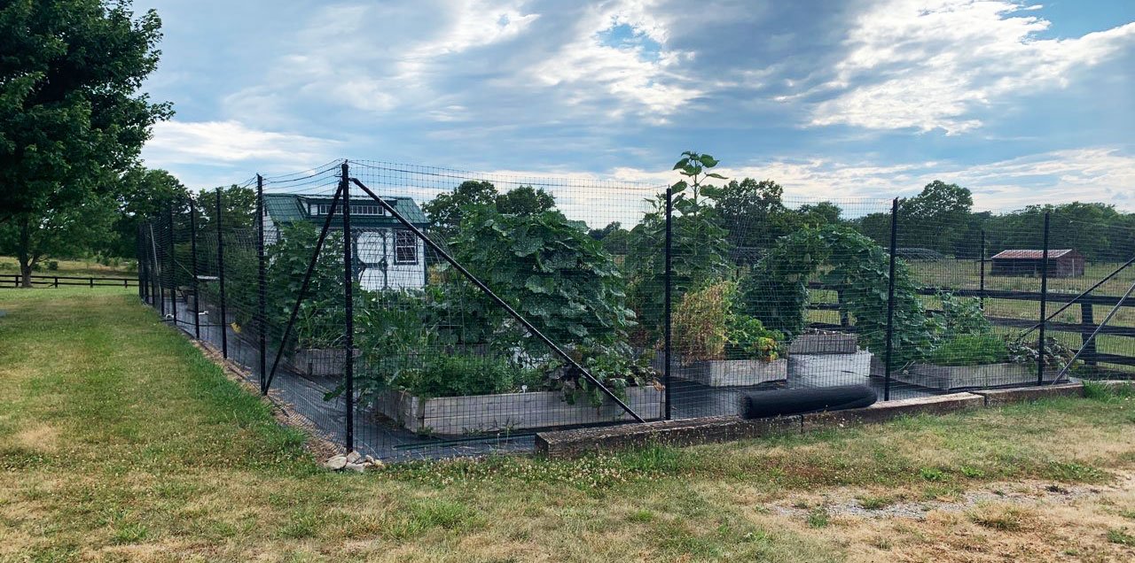 Chicken Wire Mesh Used in Garden as Fence, Raised Bed, Trellis