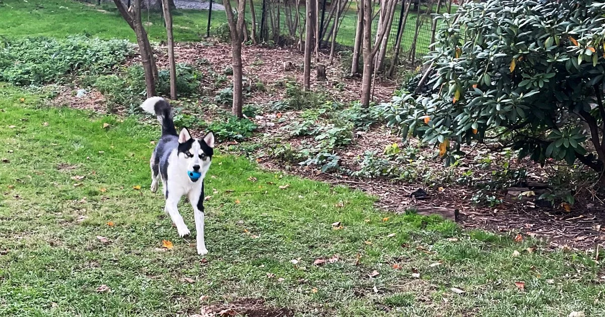 dogs playing.jpg (Copy) (Copy) (Copy)