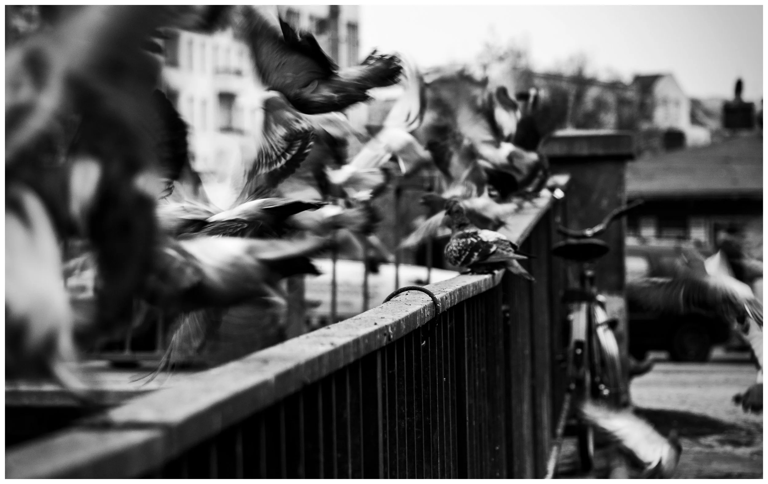 duer Berlin  brug dette.jpg