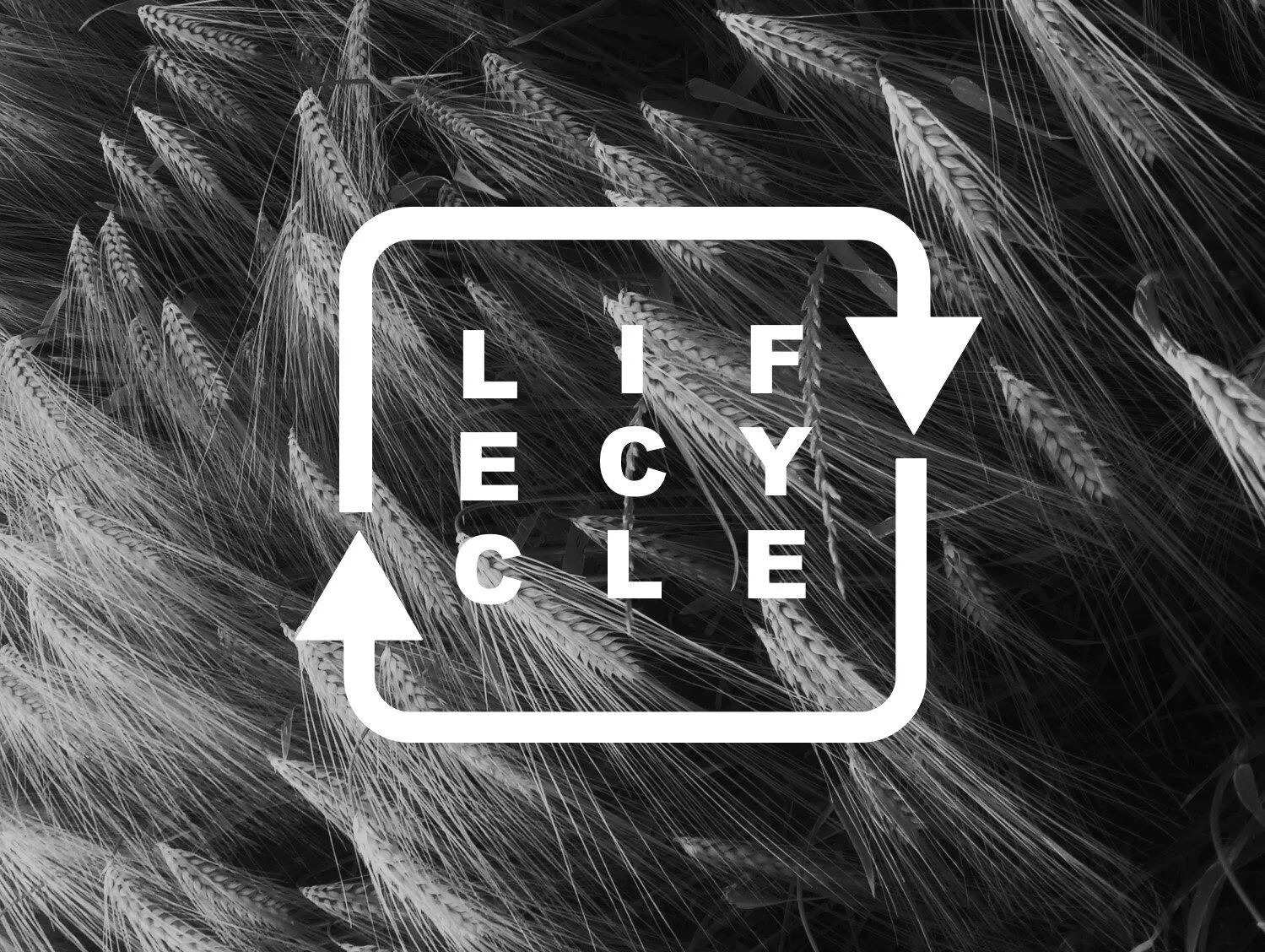 LIFECYCLE.jpg