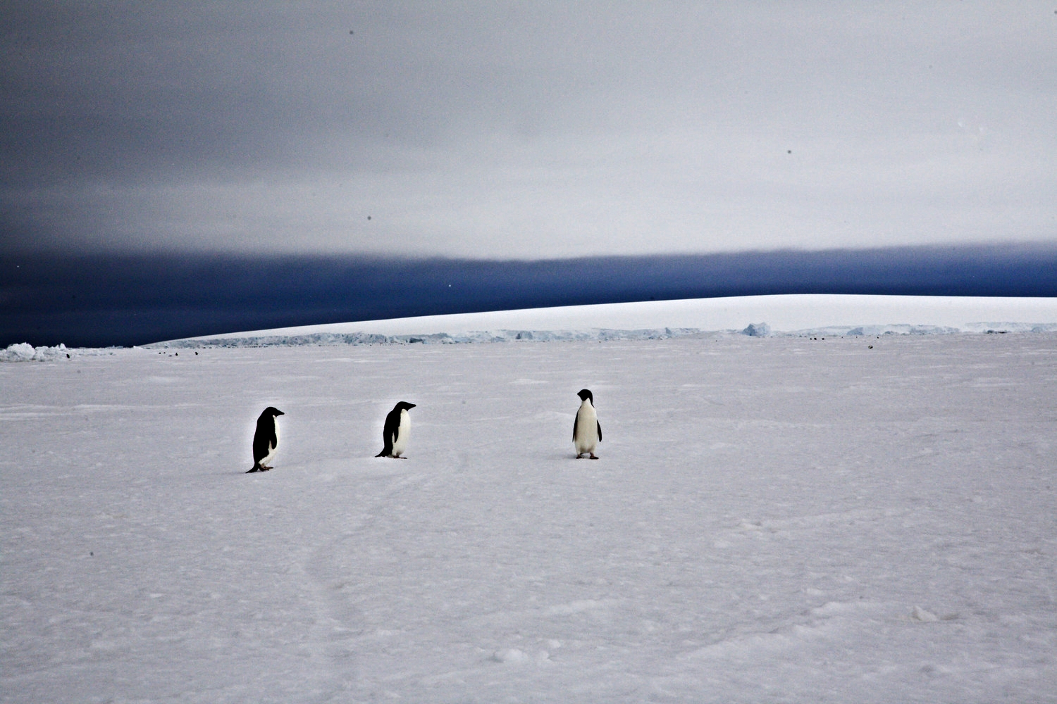 03-ANTARCTICAprecut-11.jpg