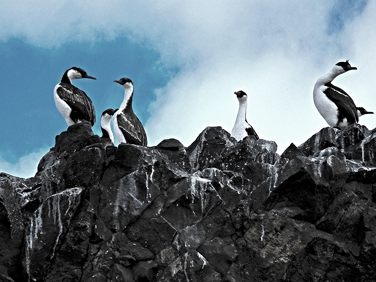 05-ANTARCTICAprecut-16.jpg