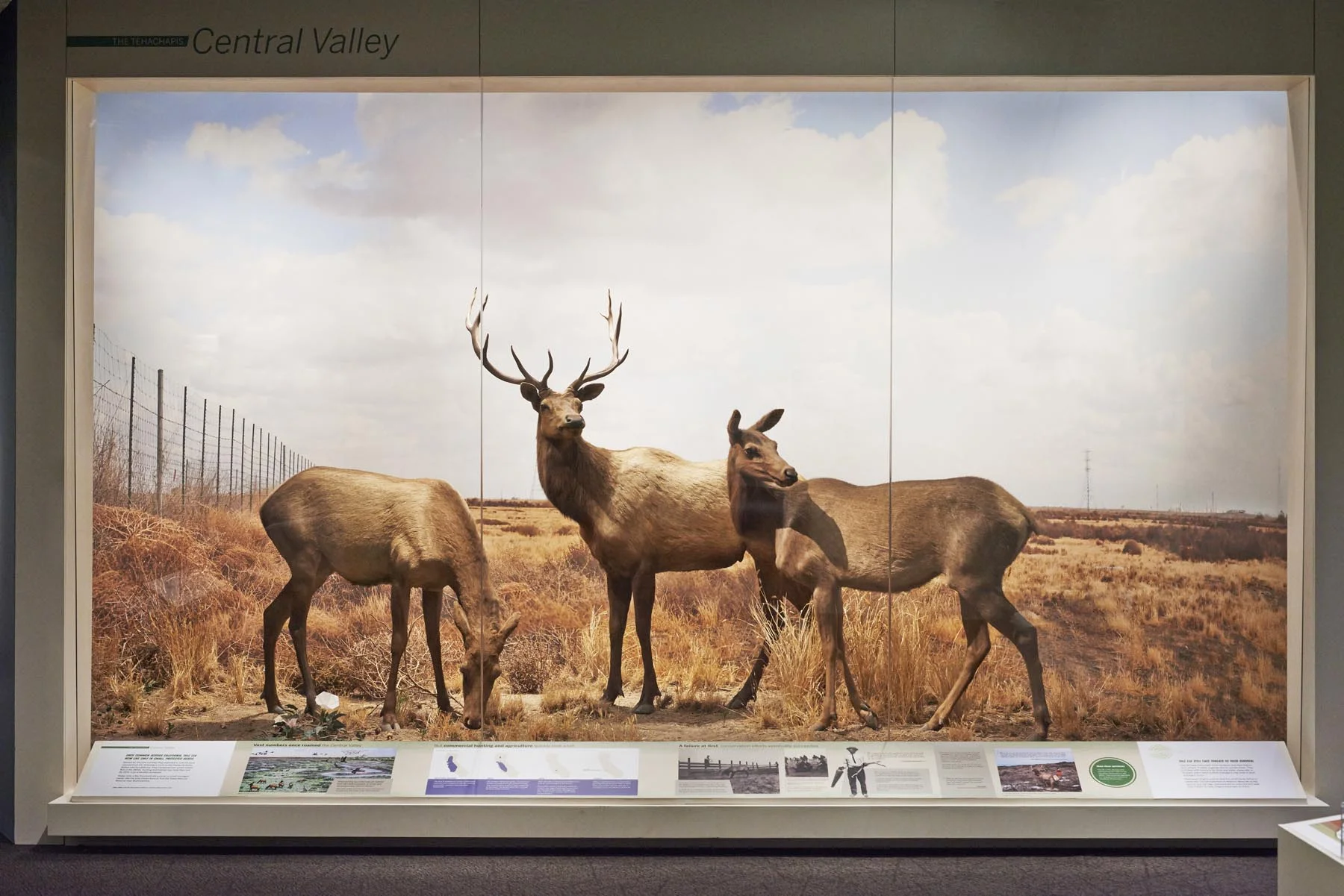 Return of Tule Elk to the Central Valley